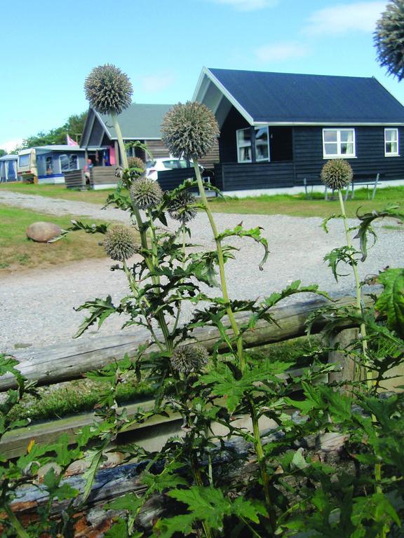 Toftum Bjerge Camping & Cottages Humlum الغرفة الصورة